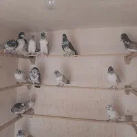 کبوتر پرشی قم