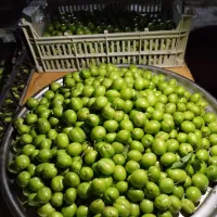 آلوچه اعلا