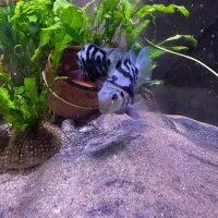 جفت پرت پلار