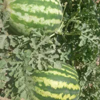 هندوانه