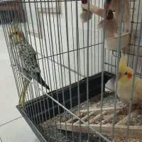 عروس هلندی