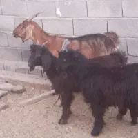 بزدوقلوزاجوان همراه با دوکهره نردرشت