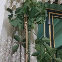 گل و گیاه|گل و گیاه طبیعی|اسدآباد, |دیوار