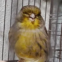 فروش قناری نر بخون مست