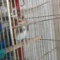 سهره کرمونی دورک سرسیاه