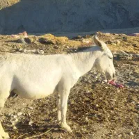 الاغ نر