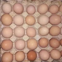 تخم مرغ محلی