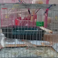 ‌یک‌جفت‌فنچ‌به‌همراه‌قفس