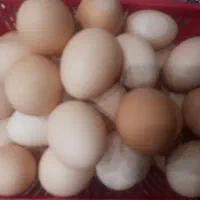 تخم مرغ  محلی  نطفه دار