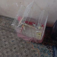 عروس هلندی