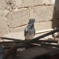 کفتر
