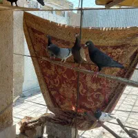 کبوتر