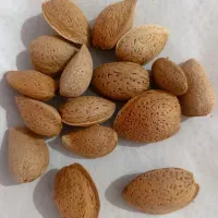 بادام سنگی خشک