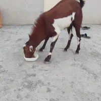 چپشت