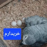 خریدوفروش کاسکو راهب شاه طوطی ملنگوخورشیدی گرینچیک