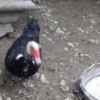 فروش اردک