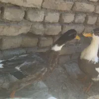 دو عدد اردک محلی
