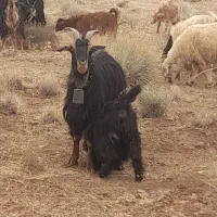 بز جوان داشتی