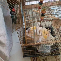 قفس پرنده با لوازم داخل و کیف مسافرتی پرنده