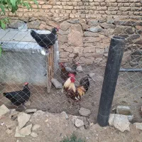 مرغ