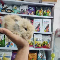 خرگوش مینیاتوری