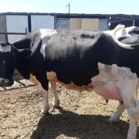 فروش تعداد ۱۴ راس گاو شیری