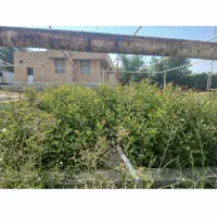 فروش نهال اوکالیپتوس و خرنوب
