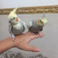 عروس هلندی