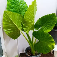 گل سیکاس و گل باباآدم
