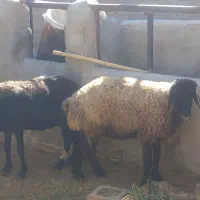 میش.حیوانات مزرعه