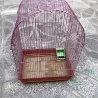 قفس عروس هلندی و طوطی