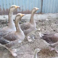 غاز محلی سرحال
