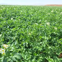 سیب زمینی دوناتا۴۰۲