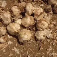 فروش سیر  سفید تند ودرشت