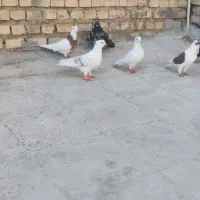 7عدد پرنده
