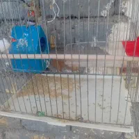 فنچ تخم گزار