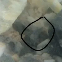 بزرگ ترین زبرا ایران