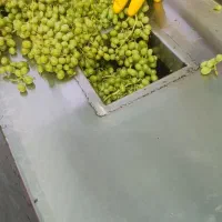 آبغوره بیضا