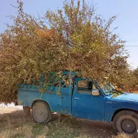 چوب بادام