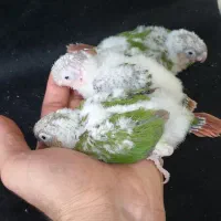 گرینچیک  آناناسی رد سرلاکی