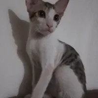 گمشده