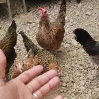 مرغوخروس گلین