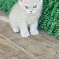 گربه بریتیش تبی طلایی نر واکسینه شده ۳۰%