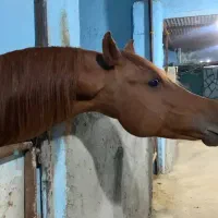 عرب ایرانی خالص