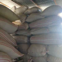 کاه گندم تمیز داخل گونی