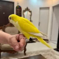 خریدار خرید ‌فروش  راهب جوجه تا بالغ