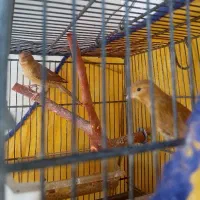 قناری نرماده سالم سلامت