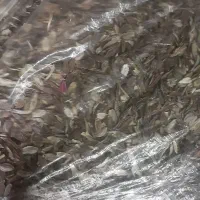 بذر گل|گل و گیاه طبیعی|دوگنبدان, |دیوار