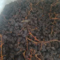 مویز درجه یک دشمن زیاری