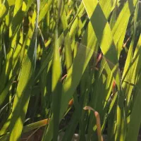 مدارک. گم شده بنام حامدریگی